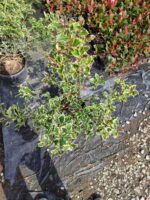 Ilex × altaclerensis 'Golden King'  60-80cm 10 litre saksı