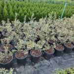 İlex Altaclerensis Golden King 80-100 cm