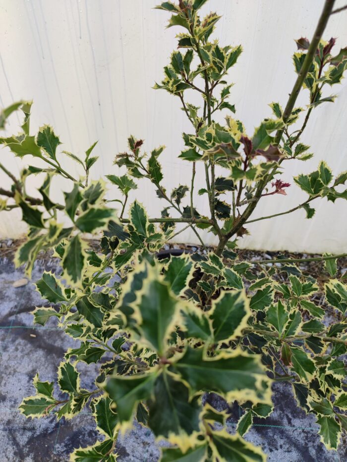 Ilex × altaclerensis 'Golden King'  60-80cm 10 litre saksı - Görsel 4