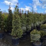 Piramit İlex 100-125cm