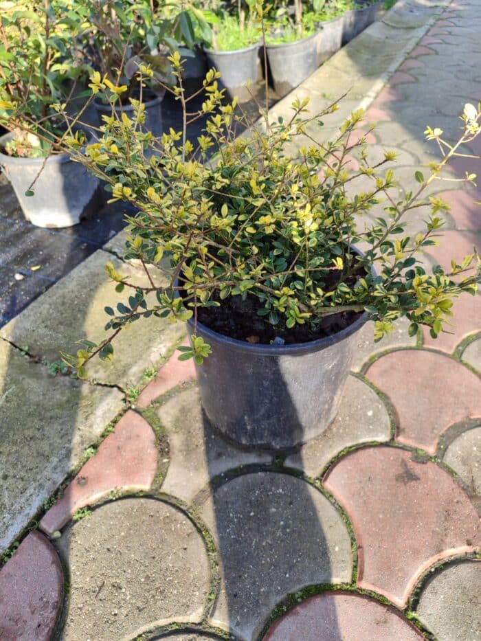 Ilex crenata (Japon İlexi) 30-40cm çap - Görsel 2