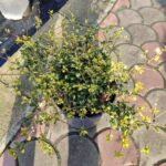 Ilex crenata (Japon İlexi) 30-40cm çap