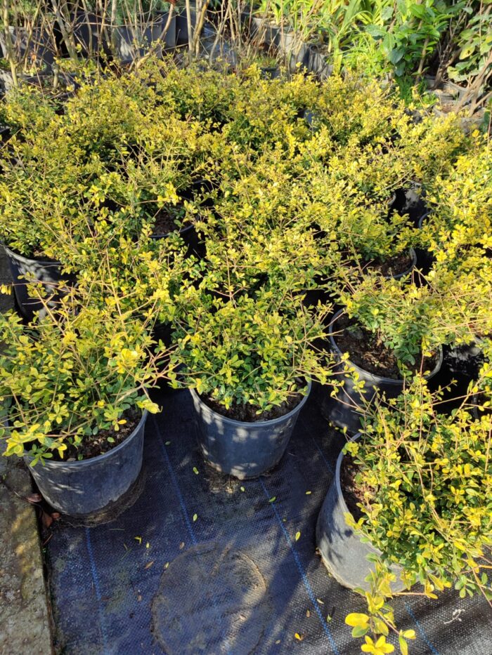 Ilex crenata (Japon İlexi) 30-40cm çap - Görsel 3