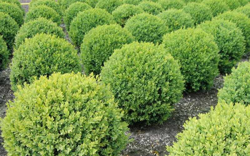 Şimşir çeşitleri nelerdir?