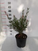 Fırça Çalısı - Callistemon Leavis ( Geniş Yapraklı ) 30-40cm - Görsel 8