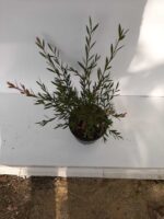 Fırça Çalısı - Callistemon Leavis ( Geniş Yapraklı ) 30-40cm - Görsel 7
