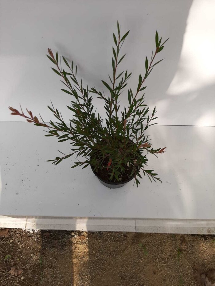 Fırça Çalısı - Callistemon Leavis ( Geniş Yapraklı ) 30-40cm - Görsel 7