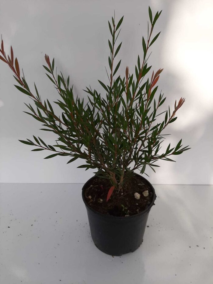 Fırça Çalısı - Callistemon Leavis ( Geniş Yapraklı ) 30-40cm - Görsel 6