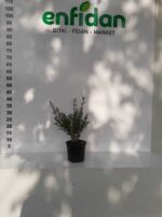 Fırça Çalısı - Callistemon Leavis ( Geniş Yapraklı ) 30-40cm - Görsel 5