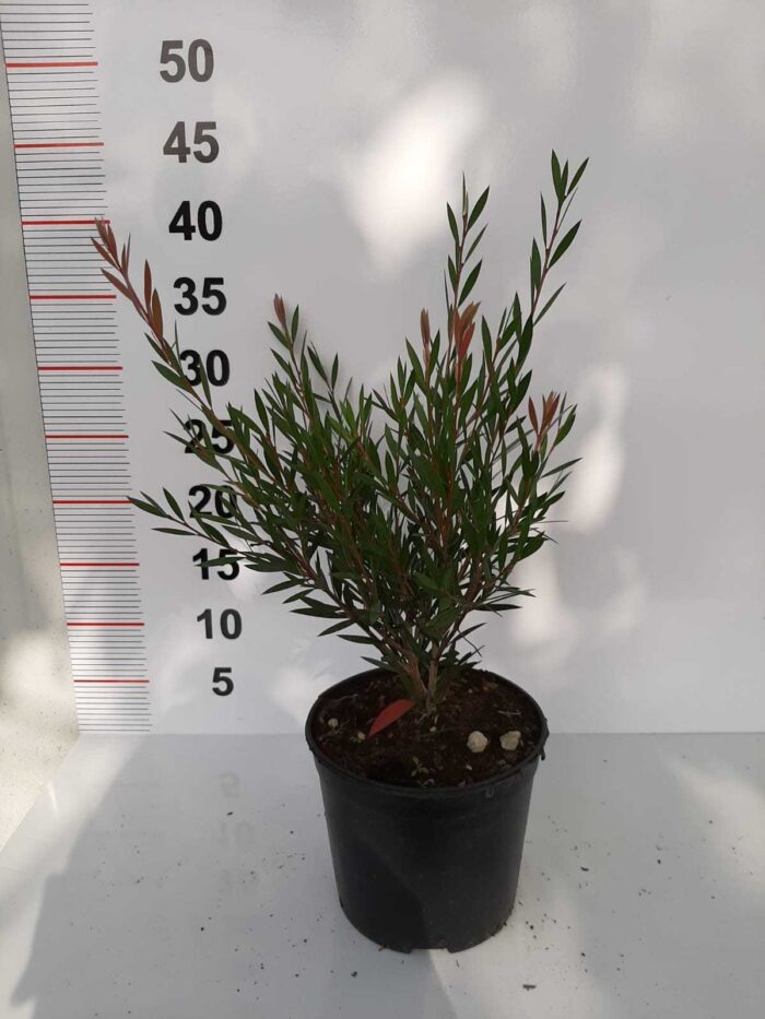 Fırça Çalısı - Callistemon Leavis ( Geniş Yapraklı ) 30-40cm - Görsel 8