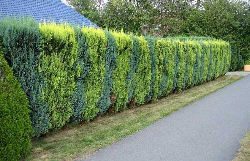 Çit bitkileri fiyatları