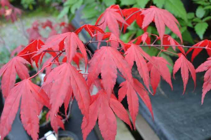 Japon Akçaağaçları: Dikim ve Bakımı