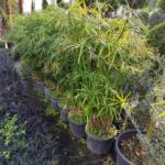 Japon Şemsiyesi, Cyperus alternifolius, 125-150cm