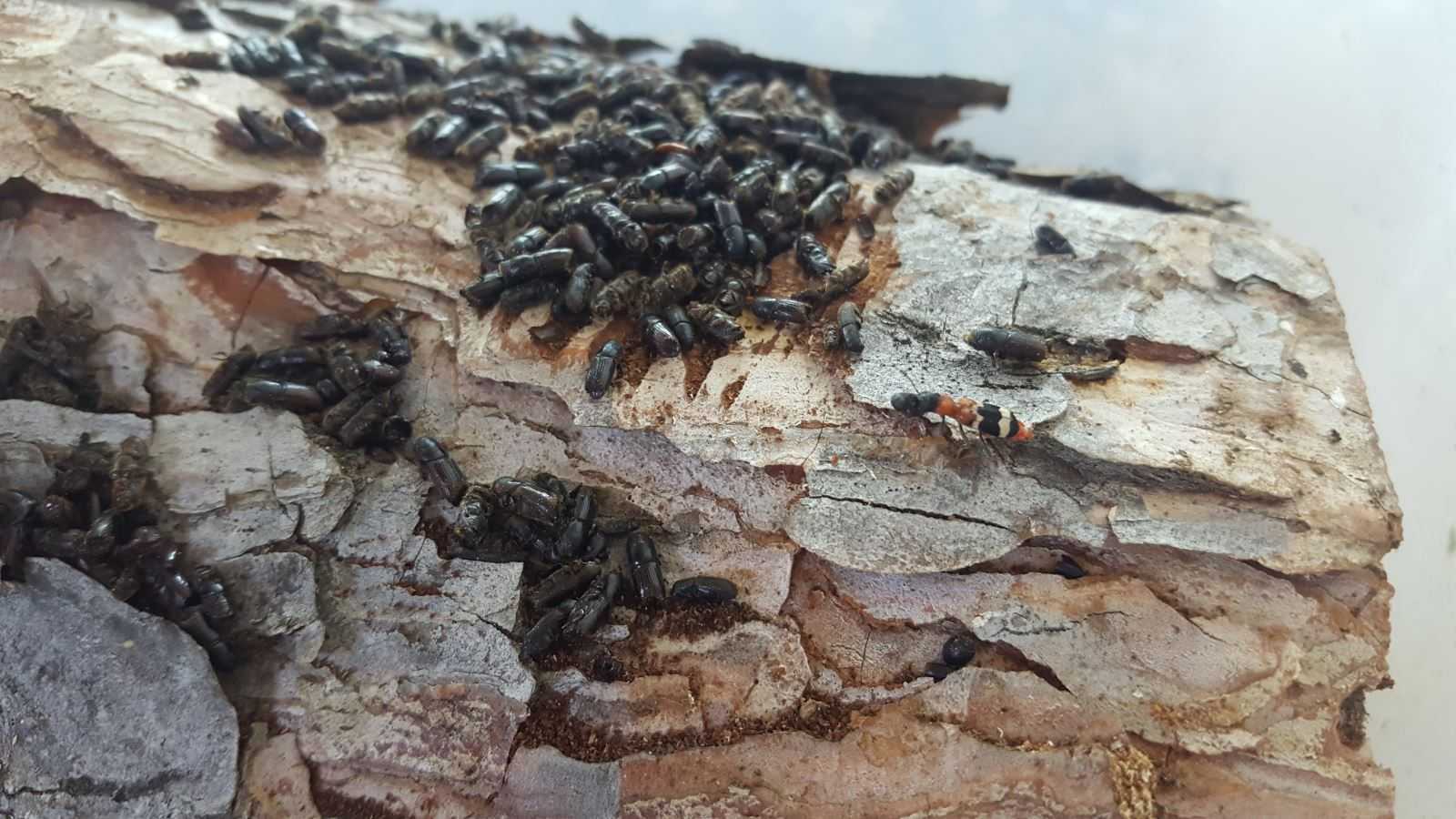 Ağaç ve Fidan Böceklerinden nasıl kurtulurum?