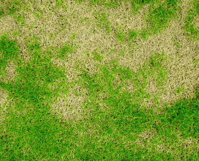 Çimlerdeki Kahverengi Sararma Lekelerinin Sebepleri