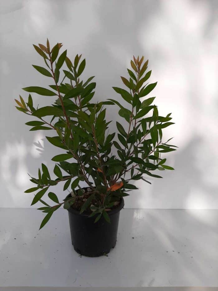 Fırça Çalısı - Callistemon Leavis ( Geniş Yapraklı ) 30-40cm - Görsel 10