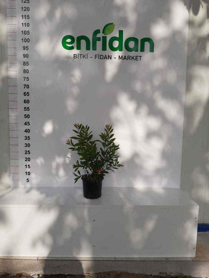 Fırça Çalısı - Callistemon Leavis ( Geniş Yapraklı ) 30-40cm - Görsel 9