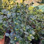 Camellia japonica 80-100cm