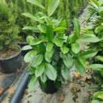 Karayemiş Fidanı100-125cm boy