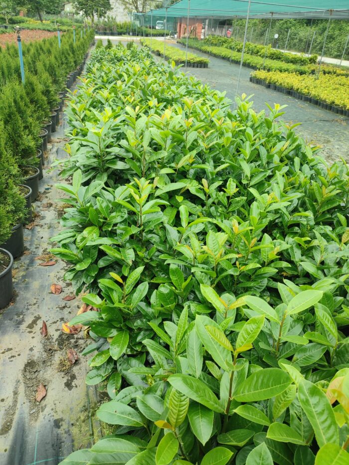 Altın çanağı 60-80 cm - Görsel 3