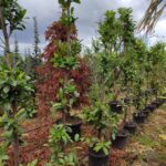 Karayemiş Piramit (Prunus Laurocerasus Pyramidalis) 230-300cm