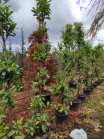 Karayemiş Piramit (Prunus Laurocerasus Pyramidalis) 230-300cm