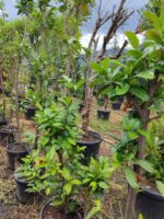 Karayemiş Piramit (Prunus Laurocerasus Pyramidalis) 230-300cm - Görsel 2