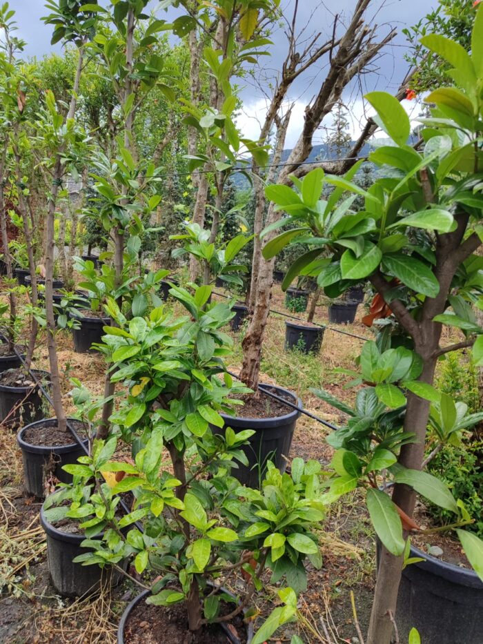 Karayemiş Piramit (Prunus Laurocerasus Pyramidalis) 230-300cm - Görsel 2