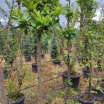 Karayemiş (Kısa Tijli) 14-16Q 2 Metre