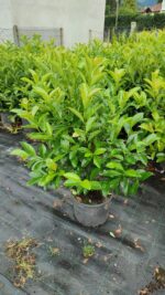 Kartopu,Viburnum Lucidum 100-125cm, 7 Litre - Görsel 6