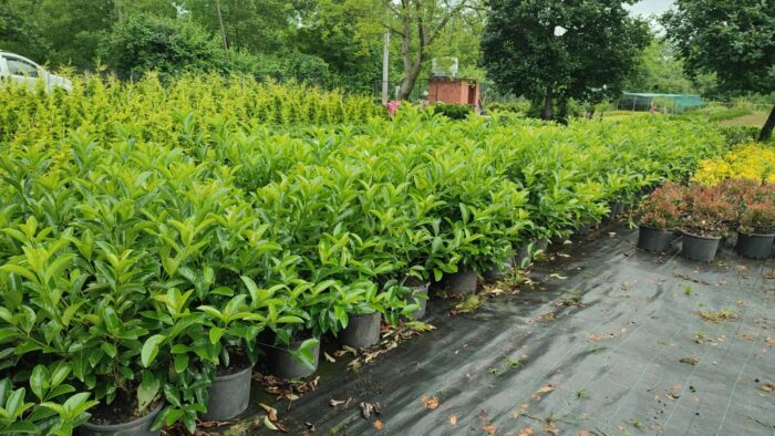 Kartopu,Viburnum Lucidum 100-125cm, 7 Litre - Görsel 7