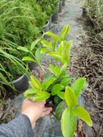 Kartopu, Viburnum Lucidum, 30-40 cm 3 Litre - Görsel 10