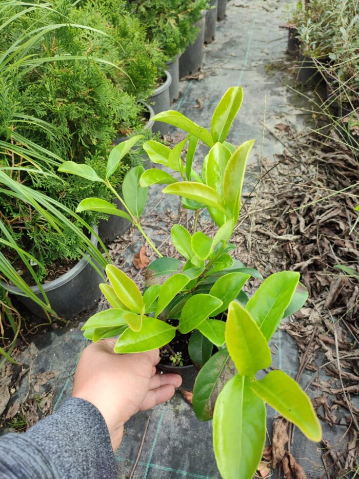 Kartopu, Viburnum Lucidum, 30-40 cm 3 Litre - Görsel 10