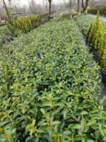 Kartopu, Viburnum Lucidum, 30-40 cm 3 Litre - Görsel 3