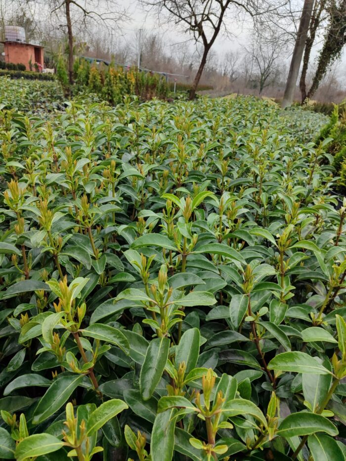 Kartopu, Viburnum Lucidum, 30-40 cm 3 Litre - Görsel 4