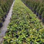 Kartopu Viburnum Lucidum 20-30cm