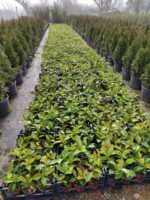 Kartopu Viburnum Lucidum 20-30cm