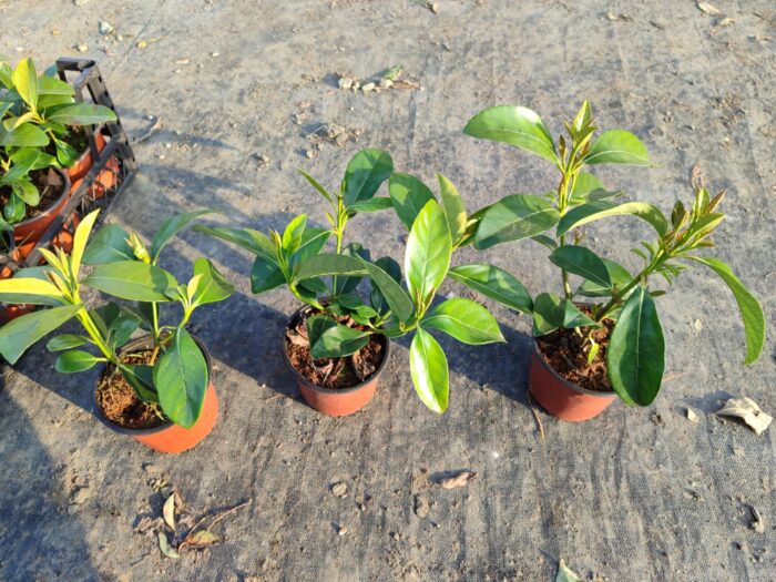 Kartopu Viburnum Lucidum 20-30cm - Görsel 6