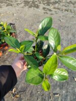 Kartopu Viburnum Lucidum 20-30cm - Görsel 5