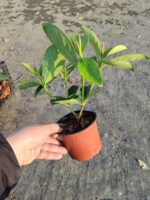 Kartopu Viburnum Lucidum 20-30cm - Görsel 4