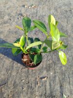 Kartopu Viburnum Lucidum 20-30cm - Görsel 3