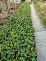 Kartopu Viburnum Lucidum 20-30cm - Görsel 2