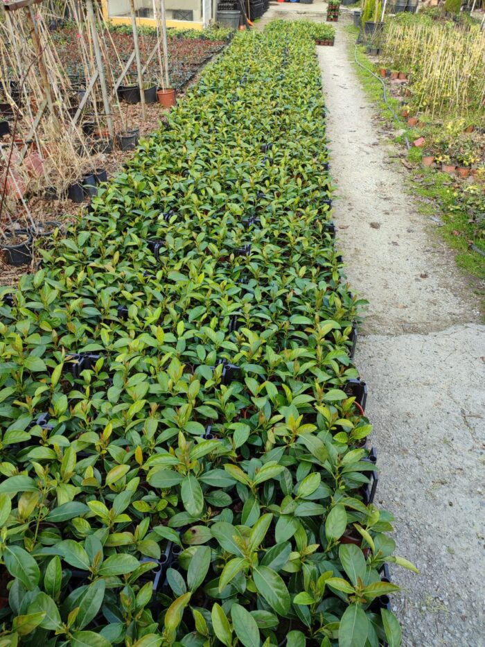 Kartopu Viburnum Lucidum 20-30cm - Görsel 2