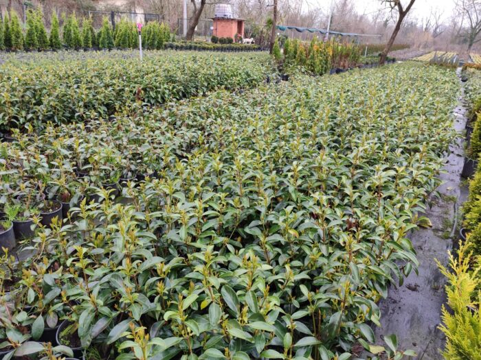 Kartopu, Viburnum Lucidum, 30-40 cm 3 Litre - Görsel 5