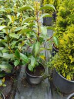 Kartopu, Viburnum Lucidum, 30-40 cm 3 Litre - Görsel 6