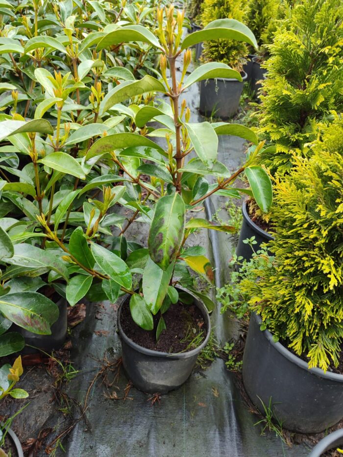 Kartopu, Viburnum Lucidum, 30-40 cm 3 Litre - Görsel 6