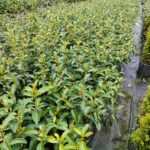 Kartopu Viburnum Lucidum 60-80cm