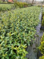 Kartopu, Viburnum Lucidum, 30-40 cm 3 Litre - Görsel 7