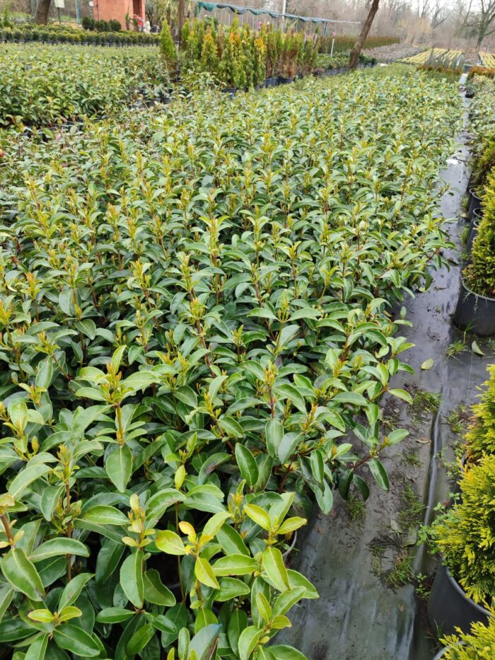 Kartopu, Viburnum Lucidum, 30-40 cm 3 Litre - Görsel 7