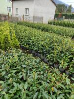 Kartopu, Viburnum Lucidum, 30-40 cm 3 Litre - Görsel 8